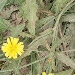 Launaea nudicaulis Flower