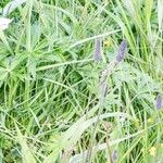 Phleum alpinum Flower