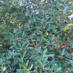 Ficus thonningii Облик