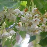 Dombeya burgessiae Цвят