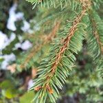 Picea abiesLeaf