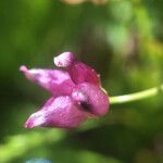 Trifolium depauperatum Blodyn