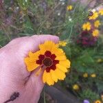 Coreopsis tinctoriaFlower