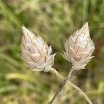 Catananche caerulea Fruit