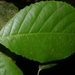 Cleidion castaneifolium Leaf