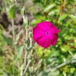 Lychnis coronata Blüte