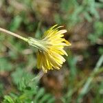 Sonchus bulbosus Fula