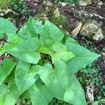 Lactuca alpina Blad