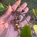 Fortunearia sinensis Owoc
