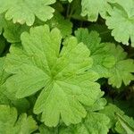 Geranium rotundifolium Frunză