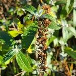 Buddleja globosa फल