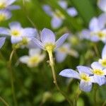 Houstonia serpyllifolia Habit