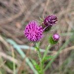 Carduus crispus Flower