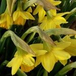 Narcissus pseudonarcissus Fleur