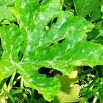 Cucurbita pepo Leaf