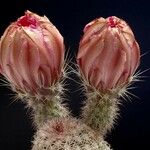 Echinocereus berlandieri Flower