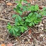 Trigonella foenum-graecum पत्ता