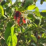 Terminalia prunioides Fruit