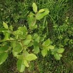 Salix phylicifolia Blatt