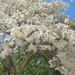 Tabebuia roseoalba Blomma