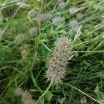 Trifolium angustifolium 果實