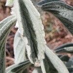 Leucas tomentosa Hoja
