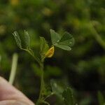 Medicago truncatula Habit