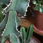 Euphorbia cooperi Hoja