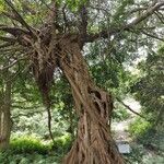 Ficus craterostoma Hoja