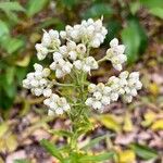 Pseudognaphalium californicum Flower