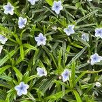 Lithodora zahnii Hábito