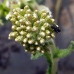 Achillea millefoliumFlower