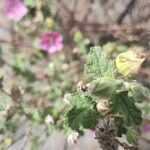 Anisodontea capensis Feuille