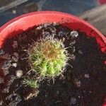 Mammillaria wrightii Hoja