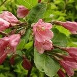 Weigela praecox Blüte