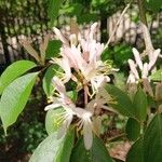 Lonicera maackii പുഷ്പം