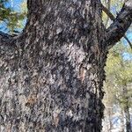 Pinus flexilis Bark