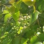 Mahonia aquifolium Ліст