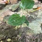 Smilax tamnoides Leaf