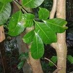 Tabernaemontana citrifolia Leaf