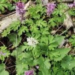 Corydalis cavaBlomma