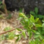 Potentilla supina Blad