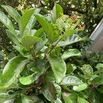 Coelospermum balansanum 葉