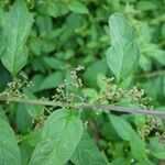 Chenopodium polyspermum Blad