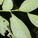 Cleyera theaeoides Frunză