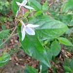 Ecbolium viride Flower