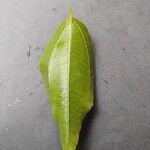 Ziziphus jujuba Leaf