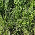 Carex vulpina List