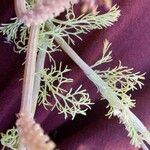 Platycapnos spicata 葉