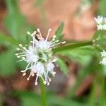 Sanicula europaea 花